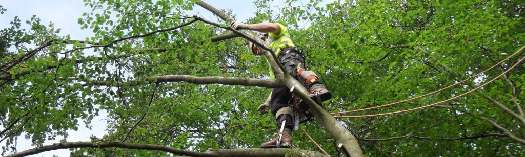 Treewise tree-climbing