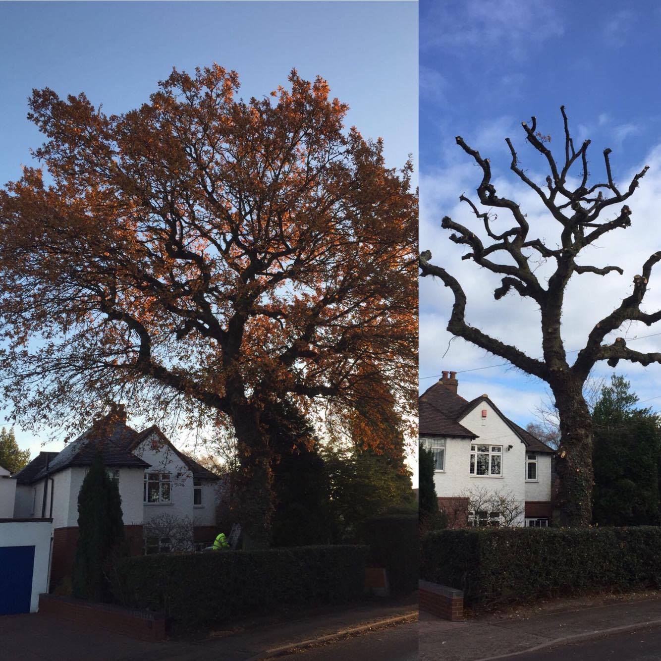 before and after of tree pollarding in Sutton Coldfield