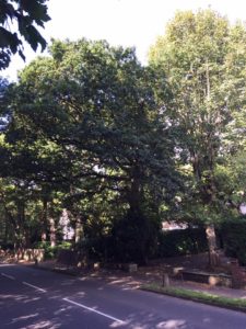 before photo of oak removal