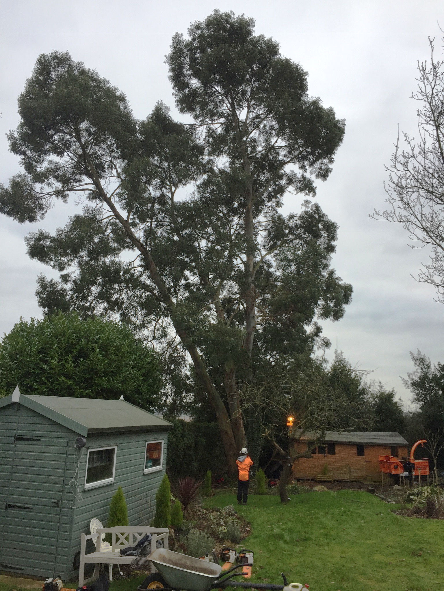 before image of large eucalyptus tree