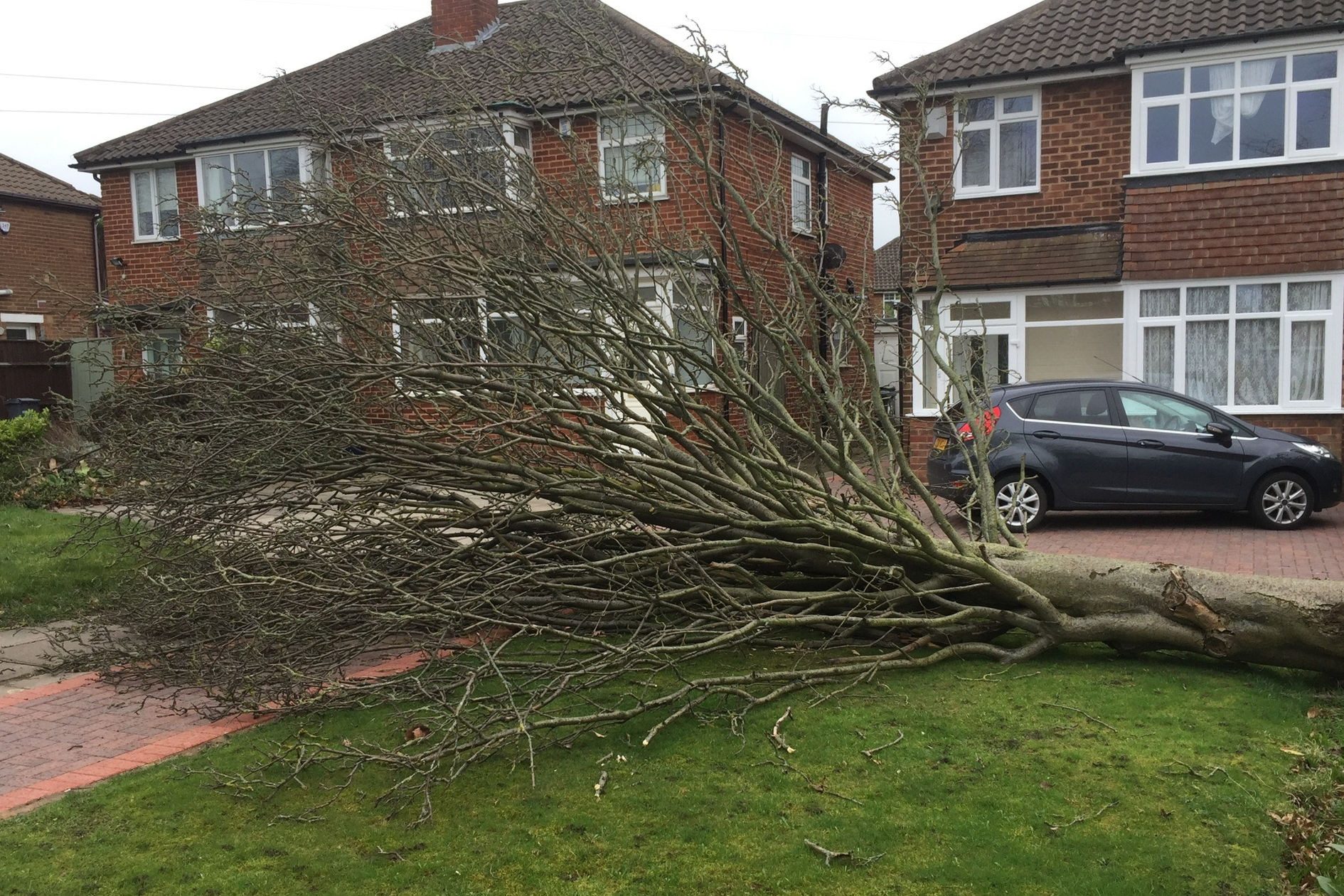 tree blown over by Storm Doris: before removal