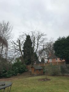 after reduction of beech tree in Four Oaks