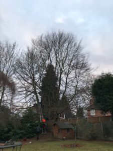 before reduction of beech tree in Four Oaks