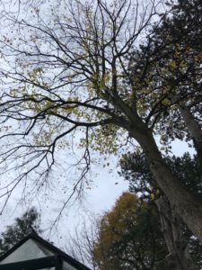 before removing overhanging lime tree branches