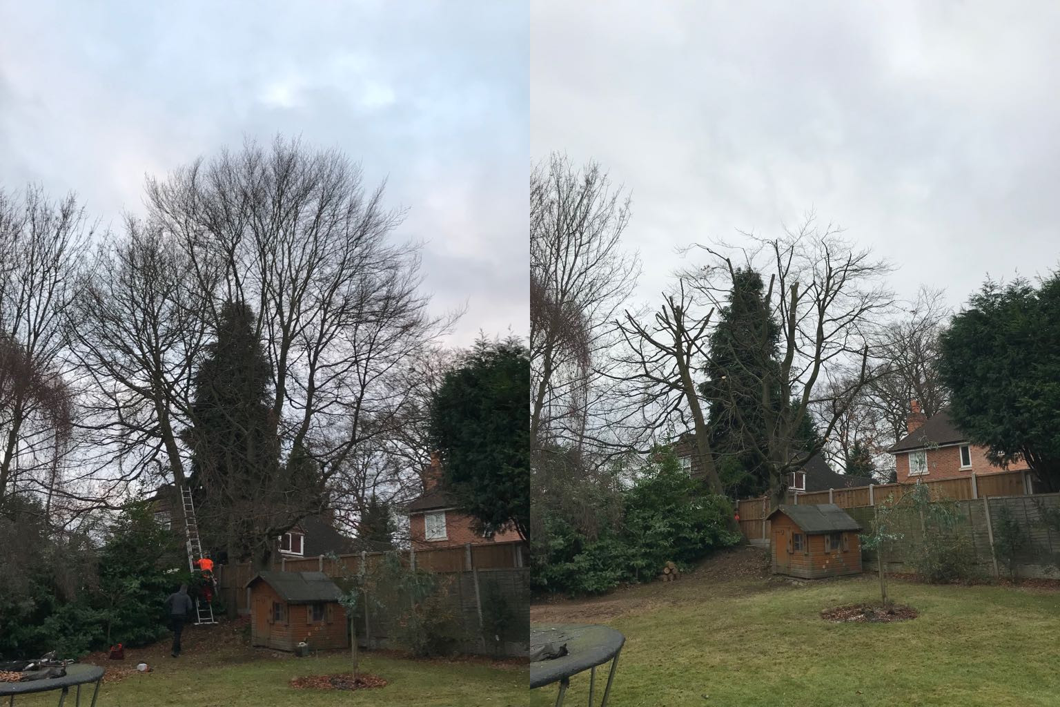 before and after reduction of beech tree in Four Oaks