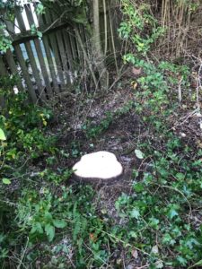 stump of felled Christmas tree in Sutton