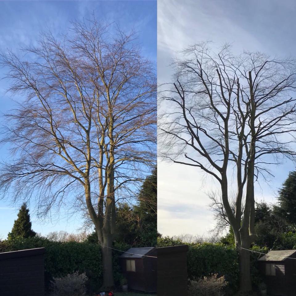 beech tree reduction, Walmley