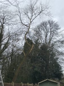 Fazeley damaged tree removal before