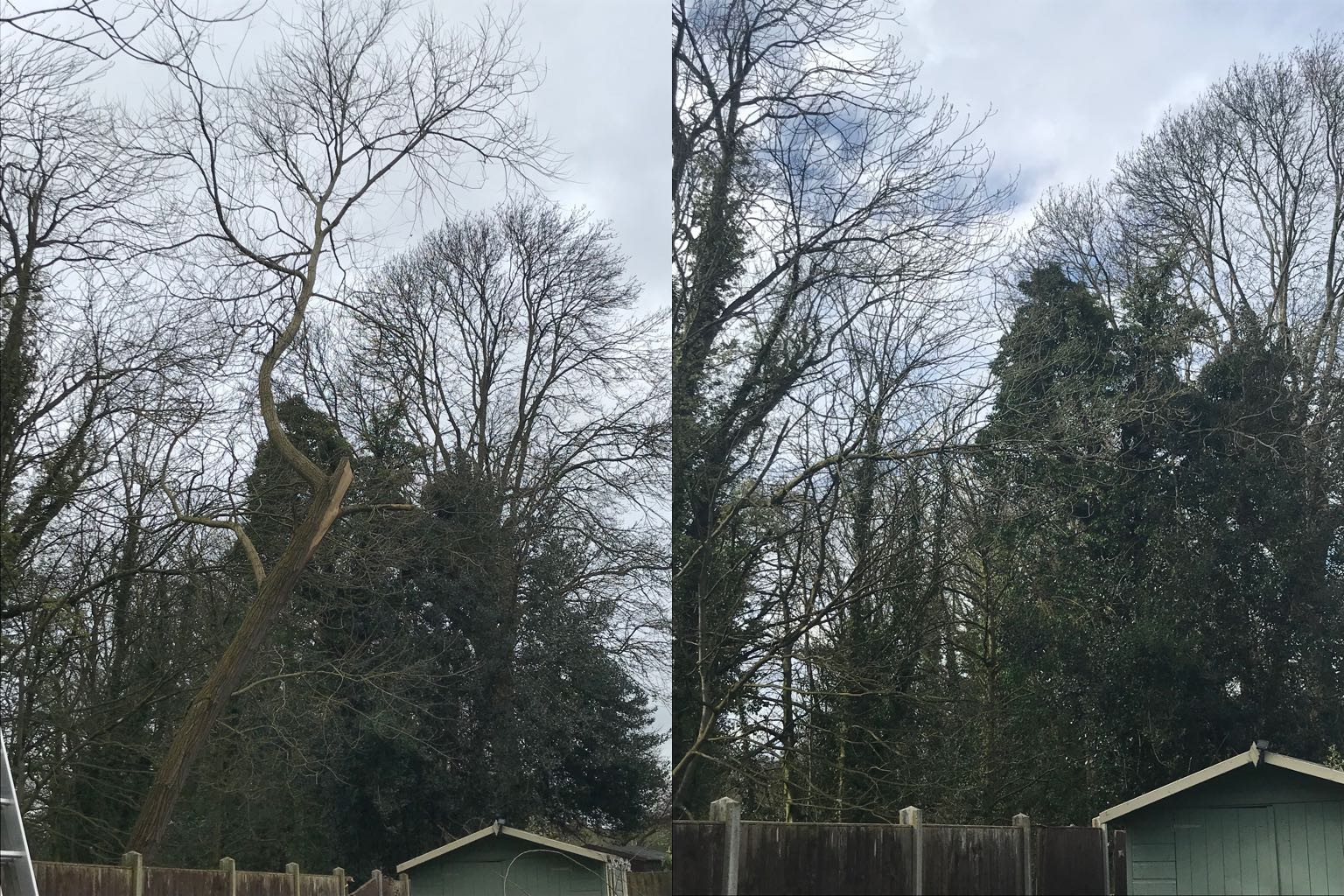 Fazeley damaged tree removal before-and-after