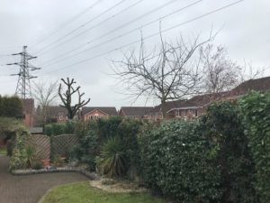 Wilnecote hedge trimming: after