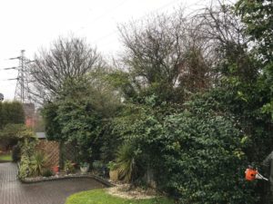 Wilnecote hedge trimming: before