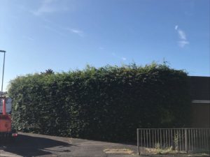 before hedge trimming Lichfield