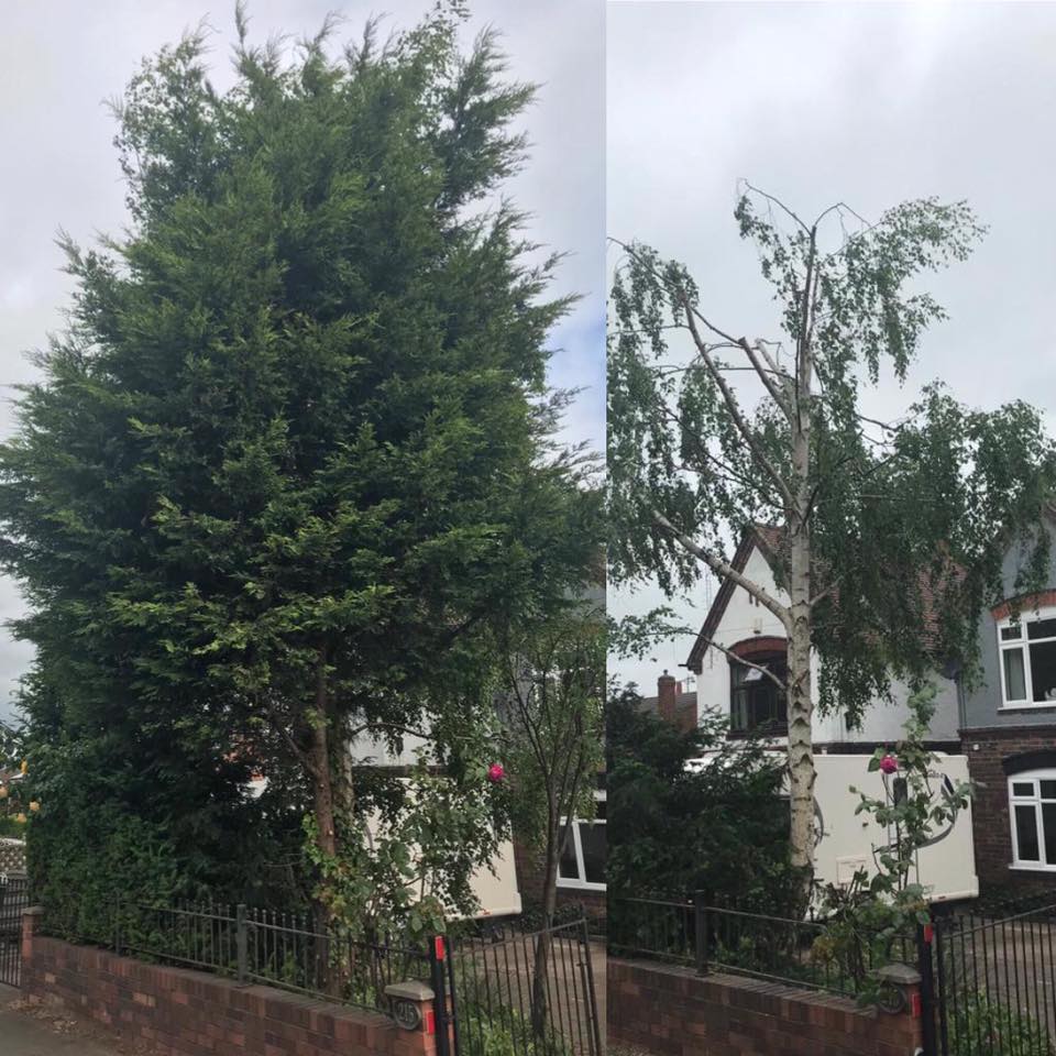 conifer removal