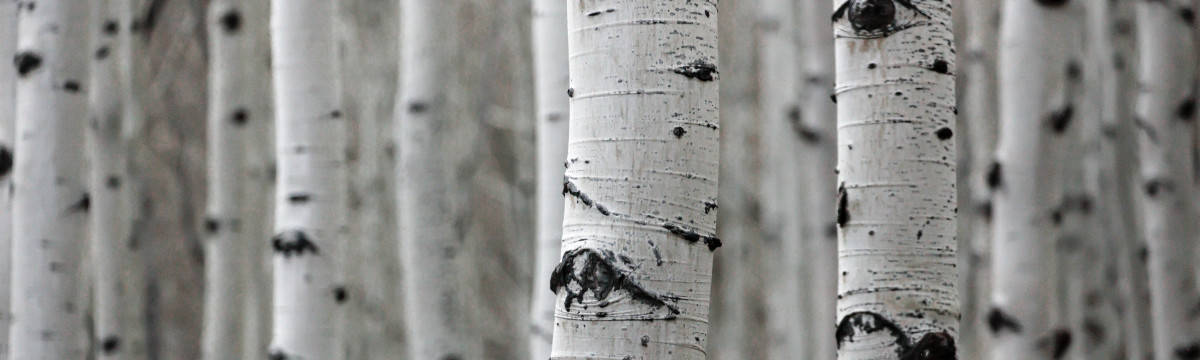 silver birch